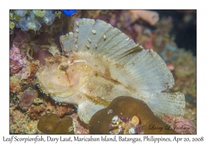 Leaf Scorpionfish