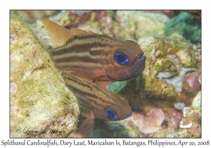 Splitband Cardinalfish