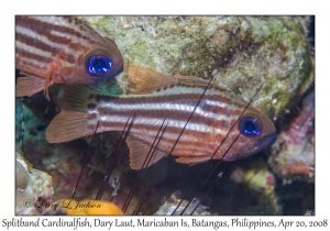 Splitband Cardinalfish