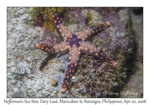 Heffernan's Sea Star