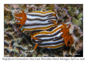 Magnificent Chromodoris