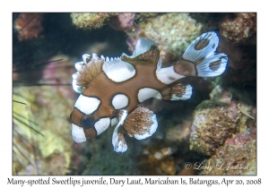 Many-spotted Sweetlips