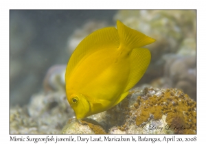 Mimic Surgeonfish