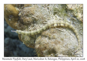 Messmate Pipefish