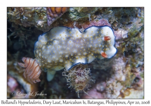 Bolland's Hypselodoris