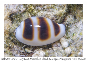 Little Ass Cowrie