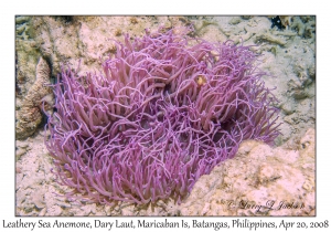 Leathery Sea Anemone