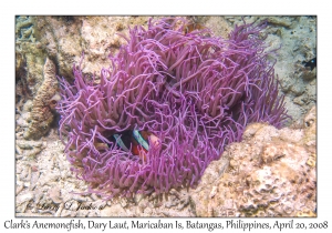 Clark's Anemonefish