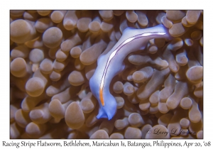 Racing Stripe Flatworm