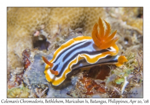 Coleman's Chromodoris