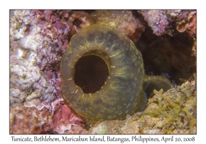 Tunicate