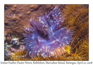 Indian Feather Duster Worm