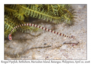 Ringed Pipefish