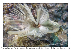 Common Feather Duster Worm