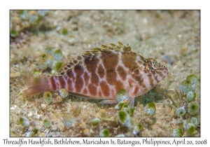 Threadfin Hawkfish