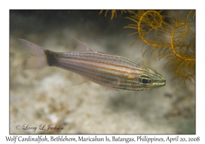 Wolf Cardinalfish