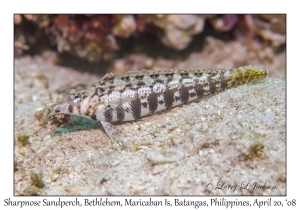 Sharpnose Sandperch