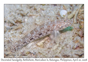 Decorated Sandgoby