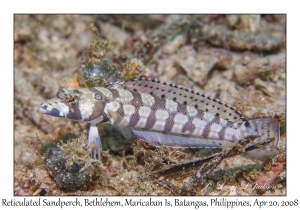 Reticulated Sandperch