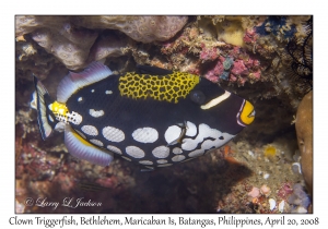 Clown Triggerfish