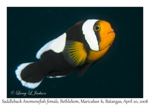 Saddleback Anemonefish