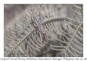 Leopard Crinoid Shrimp