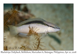 Blackstripe Dottyback