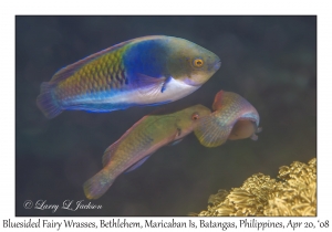 Bluesided Fairy Wrasses