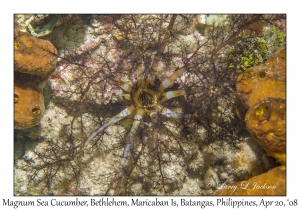 Magnum Sea Cucumber