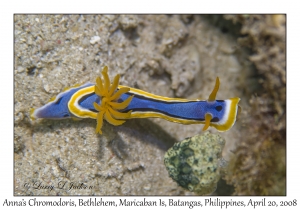 Anna's Chromodoris