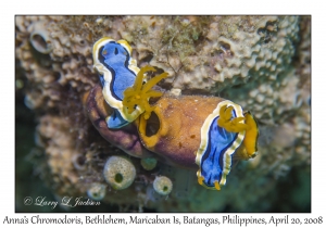 Anna's Chromodoris