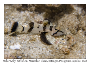 Stellar Goby