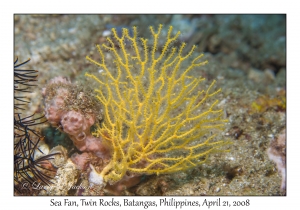 Sea Fan