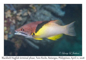 Blackbelt Hogfish