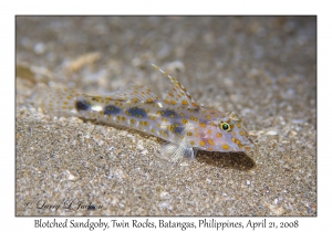 Blotched Sandgoby