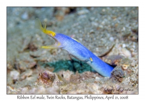 Ribbon Eel