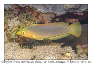 Yellowface Wrasse