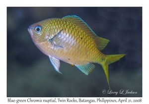 Blue-green Chromis