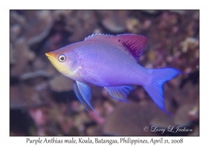 Purple Anthias