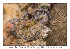 Undescribed Flatworm