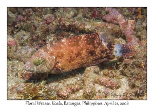 Floral Wrasse