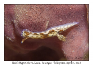 Reid's Hypselodoris