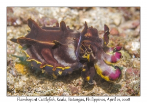 Flamboyant Cuttlefish