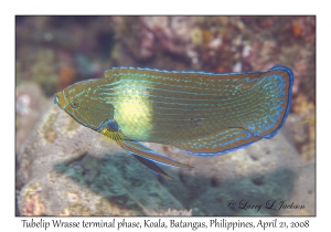 Tubelip Wrasse