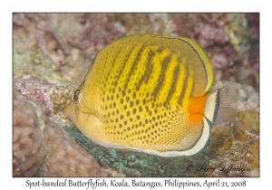 Spot-banded Butterflyfish