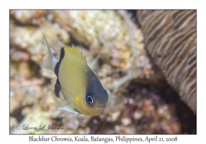 Blackbar Chromis