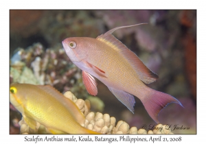 Scalefin Anthias