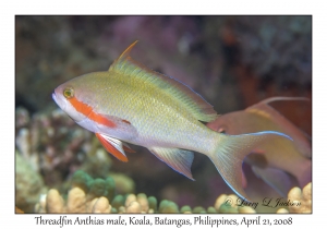 Threadfin Anthias