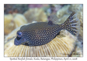 Spotted Boxfish