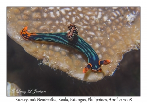 Kubaryana's Nembrotha